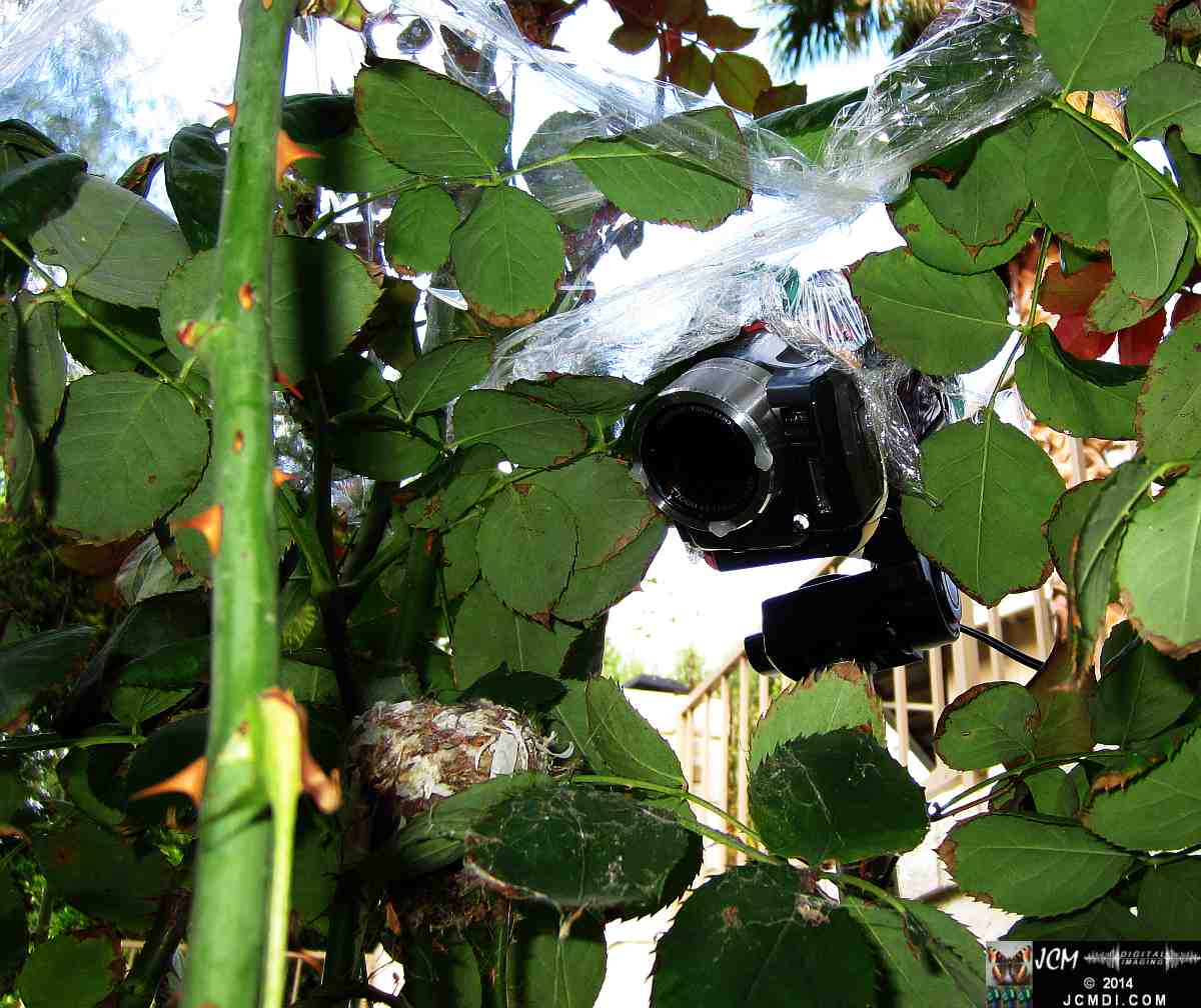 Allens Hummingbird nest, chick and filming setup